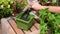 Woman Hand Putting Soil in Green Flower Pot with Iron Trowel at Garden