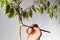 Woman hand putting special powder rootin to make roots on removed part bark of ficus stem to produce offshoot on trunk on the