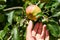Woman hand raised and grab fresh red apple from tree. Rural and health concept