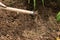 Woman hand remove weeds from garden soil using hoe