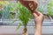 Woman hand rooting propagating cutting of Pandanus house plant  glass jar indoors