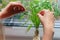 Woman hand rooting propagating cutting of Pandanus house plant  glass jar indoors