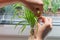 Woman hand rooting propagating cutting of Pandanus house plant  glass jar indoors