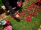 woman hand scattered red petal flowers on the green grass of a burial ground