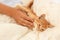 Woman hand strokes a small ginger kitten in bed. Happy kitten relaxes and falls asleep