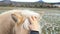 Woman hand is stroking grey horse mane. Touch between people and horses.