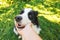 Woman hand stroking puppy dog border collie in summer garden or city park outdoor. Close up dog portrait. Owner playing with dog