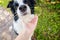 Woman hand stroking puppy dog border collie in summer garden or city park outdoor. Close up dog portrait. Owner playing with dog