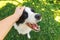 Woman hand stroking puppy dog border collie in summer garden or city park outdoor. Close up dog portrait. Owner playing with dog