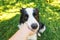 Woman hand stroking puppy dog border collie in summer garden or city park outdoor. Close up dog portrait. Owner playing with dog