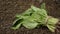 Woman hand takes harvested fresh spinach from the soil