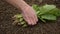 Woman hand takes harvested fresh spinach from the soil