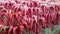 Woman hand takes one of plenty candy canes in Christmas store