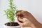 Woman hand taking needle from bush rosemary in pot on white background