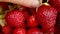 Woman hand taking ripe red fruit strawberry macro extreme close up. Seasonal summer red berry. Pile of fresh