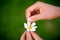 Woman hand tears off petals of daisy flower.