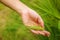 Woman hand touch weed in wheat field. Young green wheat corns growing in a field.