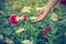 Woman hand touch zinnia flower in green field, Soft focus