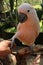 Woman hand touching beautiful specimen of coockatoo. Cute Cacatua Moluccensis standing on a branch of a wood and stroking its