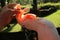 Woman hand touching beautiful specimen of coockatoo. Cute Cacatua Moluccensis standing on a branch of a wood and stroking its