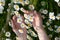 Woman hand touching chamomile on field or meadow, concept of using chamomile in the production of medicines, cosmetics