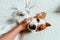 woman hand touching a cute relaxed jack russell dog lying on sofa, resting and relaxing. Pets indoors