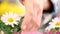 Woman hand touching the Daisies flower