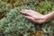 Woman hand touching moss