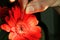 Woman hand touching red flower Gerbera Garvinea with surgical needle