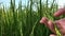 Woman hand touching rice paddy in Green Rice Fields