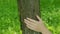 Woman hand touching tree trunk, save environment concept