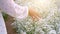 A woman hand is walking and a hand holding a white flower in the flower field in the evening light