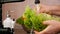 Woman hand washing dripping lettuce leaves at the kitchen sink