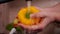 Woman hand washing yellow bell pepper at the kitchen sink