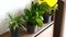 Woman Hand Watering Houseplants in Flower Pots from a Poor Quality Watering Can