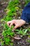 Woman hand weeding through parsley