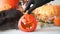 Woman hand in witch black gloves put a pumpkin Jack lantern on the table. Halloween concept