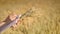 Woman hand writing data research of wheat ears in field. Agriculture science