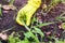 Woman hand in yellow garden glove pulling out  weeds