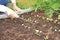 Woman handling young germs on kitchen-garden