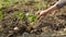 Woman hands arrange young vegetable plants