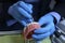 Woman hands in blue gloves holding dental brush above the plastic moulage of human jaws and teeth â€“ typodont