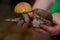 Woman hands brush two edible forest mushrooms with a knife