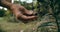 Woman hands closeup collecting wild blackberry in forest on hike trail in path