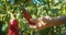 Woman hands closeup harvesting organic sweet pepper on garden with scissors