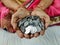Woman hands full of indian coins , Selective Focus.