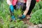 Woman hands with garden tools cultivating blue muscari flowers Grape Hyacinth