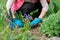 Woman hands with garden tools cultivating blue muscari flowers Grape Hyacinth