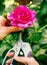 Woman hands with gardening shears cutting pink rose of the bush outside