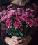 A woman hands gently hold a vibrant bouquet of chrysanthemums